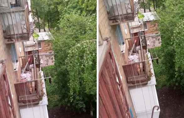 Тримали на балконі у сильну спеку: на Київщині поліцейські врятували пітбуля та відкрили справу