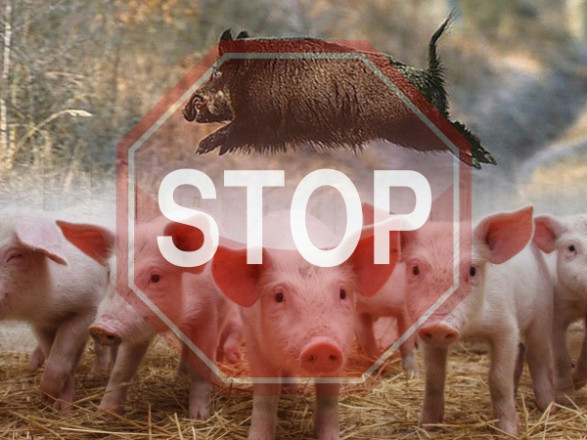 У Києві зафіксовано спалах африканської чуми свиней: встановили карантин