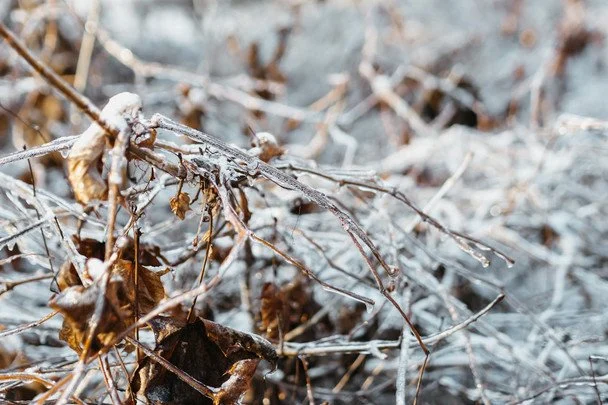 Народні прикмети 21 січня / © pexels.com