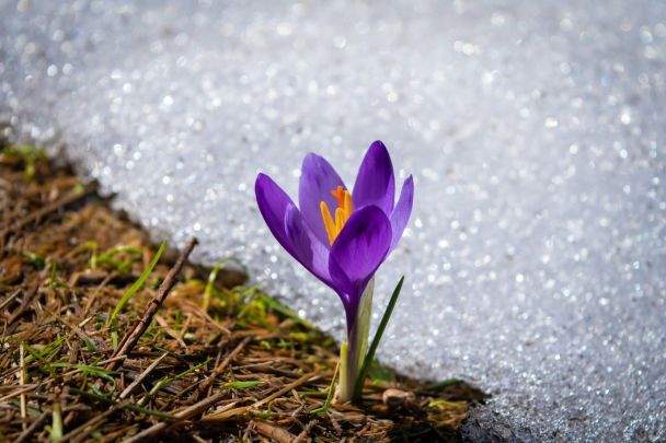 Крокус — оптимізм і відкритість / © Unsplash