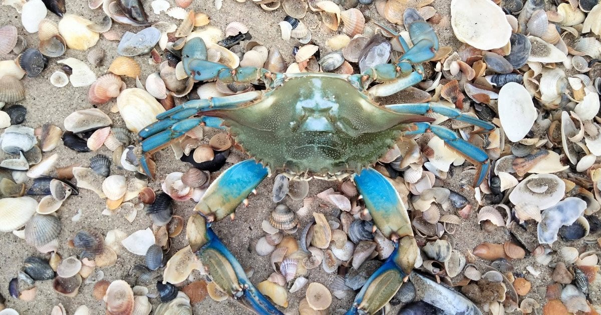 Блакитного краба виявили в Чорному морі Блакитного краба виявили в Чорному морі