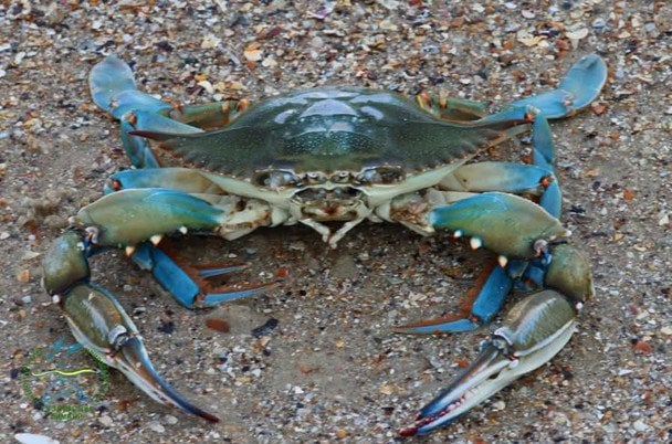 Блакитного краба виявили в Чорному морі / © Facebook/Іван Русєв