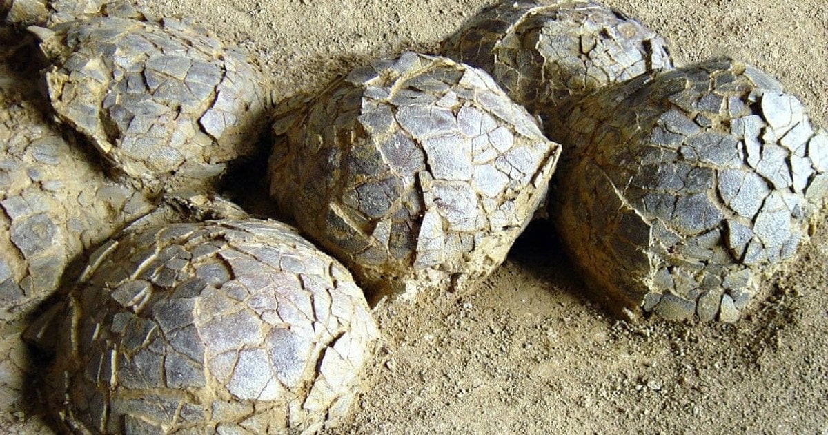 Яйця динозаврів Яйця динозаврів