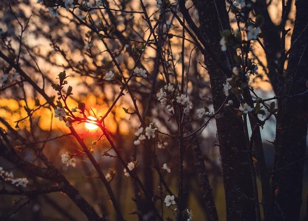 20 березня День весняного рівнодення / © pexels.com