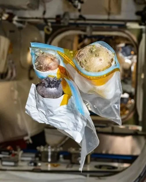 Вирощена у космосі картопля / © X/@astro_Pettit