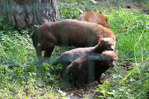 Кущовий собака / © Wikimedia