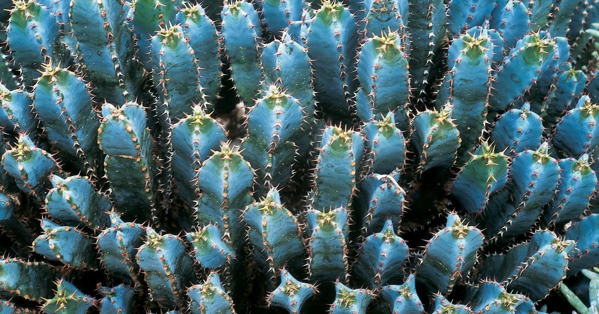 Euphorbia resinifera