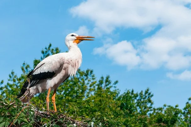 Народні прикмети 3 травня / © pexels.com