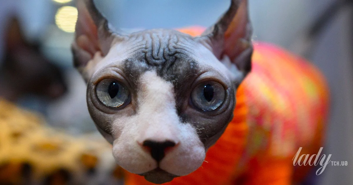 Їжа очима кота Їжа очима кота
