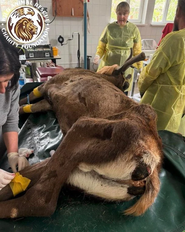 Фото: Wild Animals Rescue Center