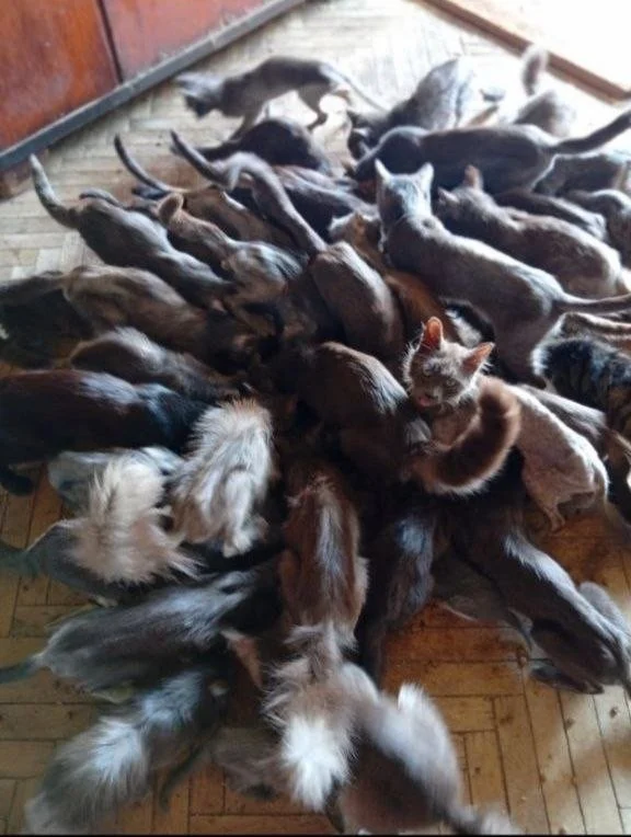 50 котів живуть у квартирі одеситки