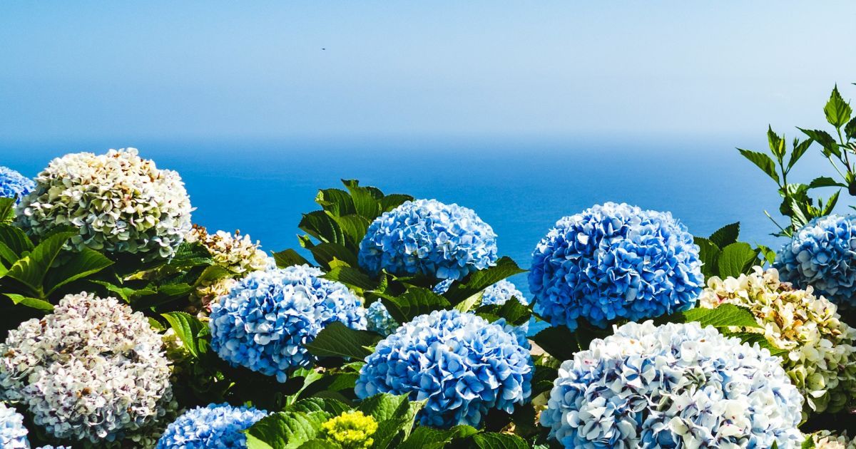 Гортензії Гортензії