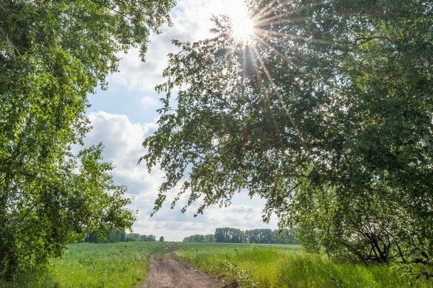 Народні прикмети 15 червня / © pexels.com
