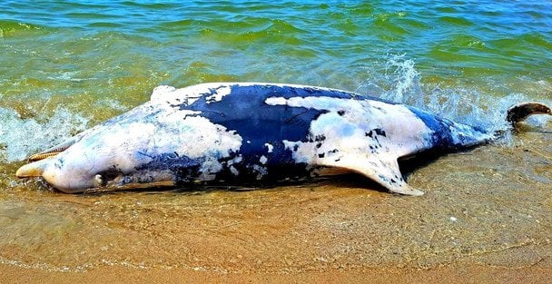Війна РФ спричинила масову загибель дельфінів у Чорному морі Фото Національного природного парку Тузлівські лимани