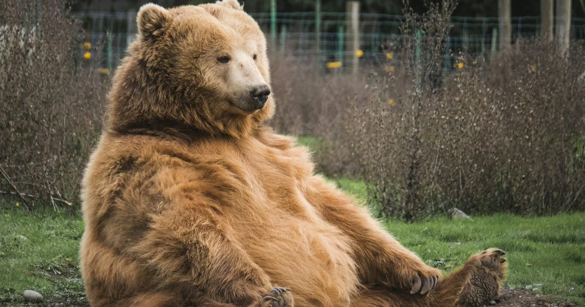 What to do if you see a bear