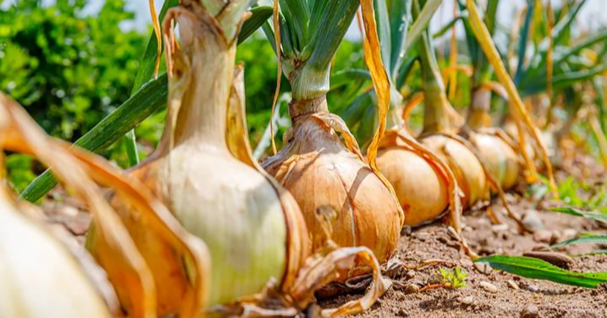When to harvest onions