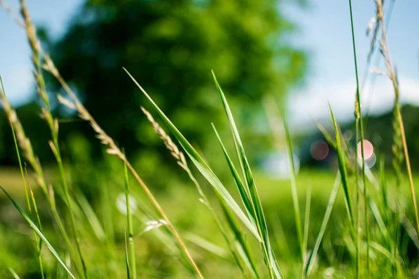 Народні прикмети 28 червня / © pexels.com