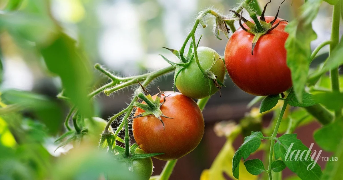 10 plants that cannot be planted next to tomatoes
