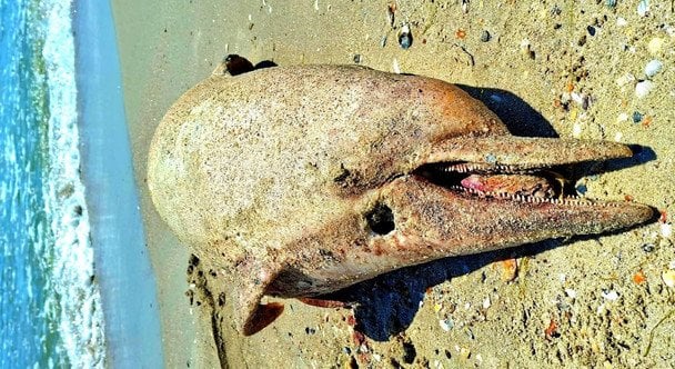 Чорне море втрачає дельфінів. Фото Національного природного парку Тузлівські лимани