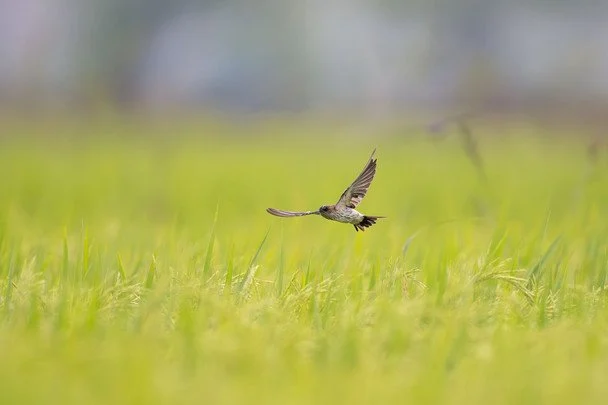 Народні прикмети 9 червня / © pexels.com