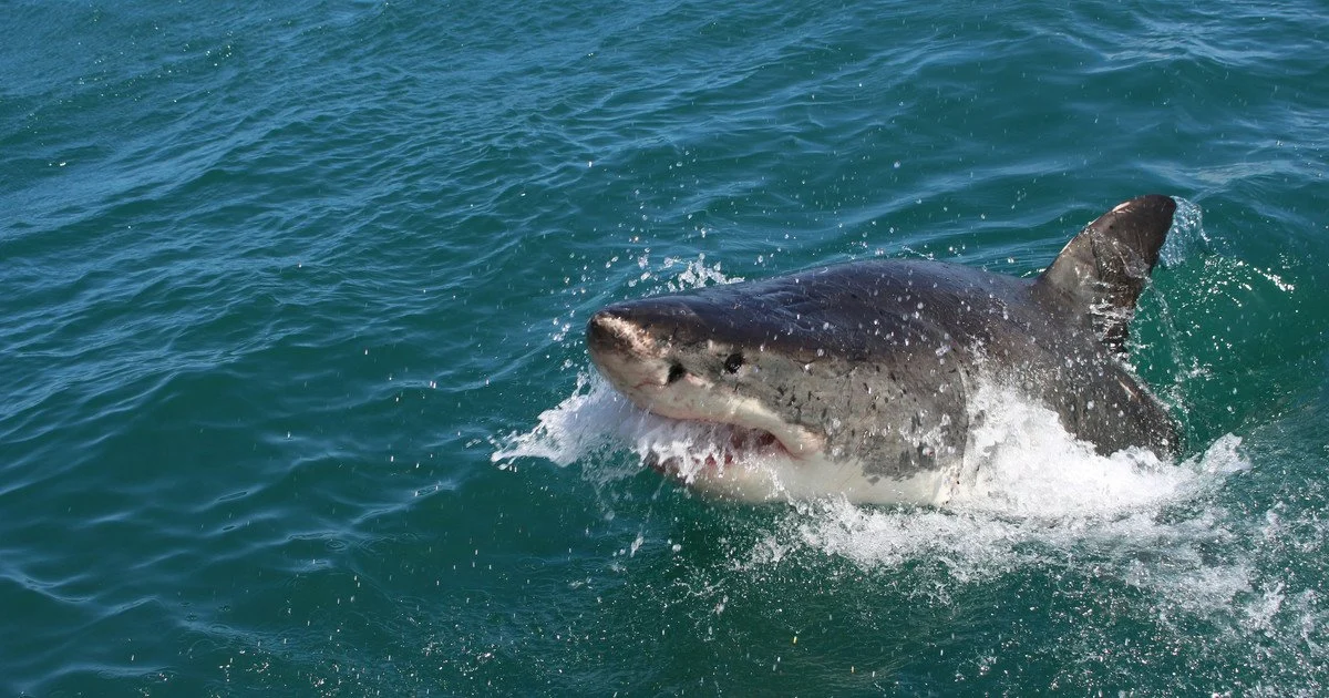 Greenland shark