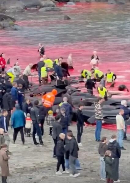 Червоне море від крові: знову масове вбивство сотень китів та дельфінів