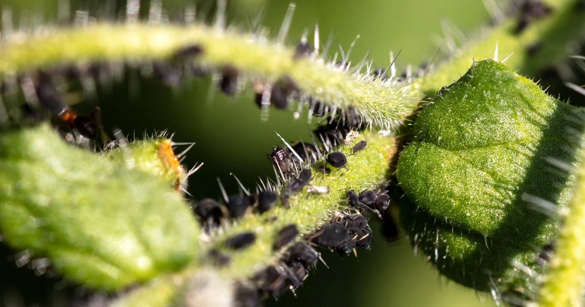 Aphids