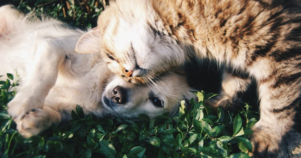 Why cats live longer than dogs Why cats live longer than dogs