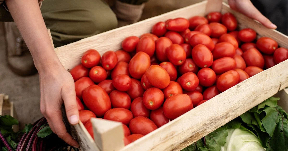 Tomatoes Tomatoes