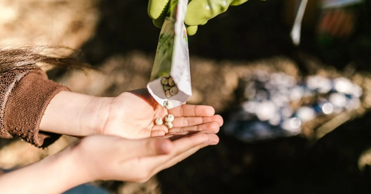What to plant in June