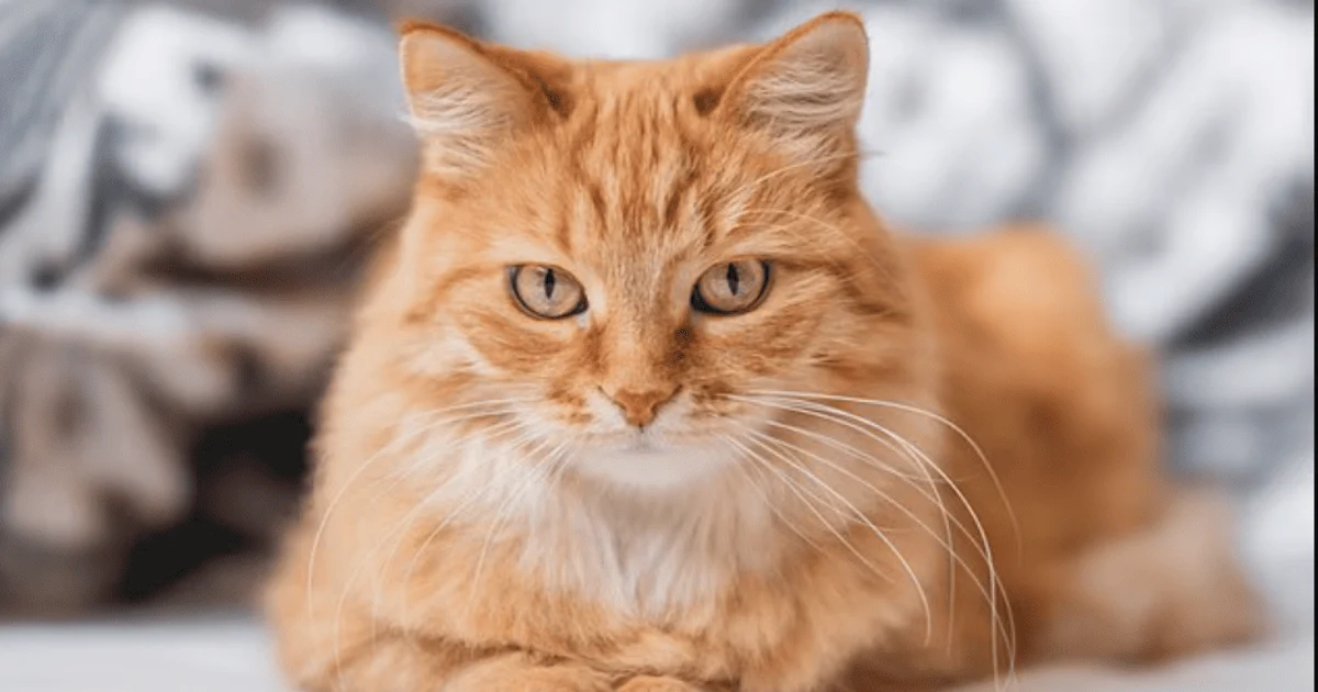 Котик