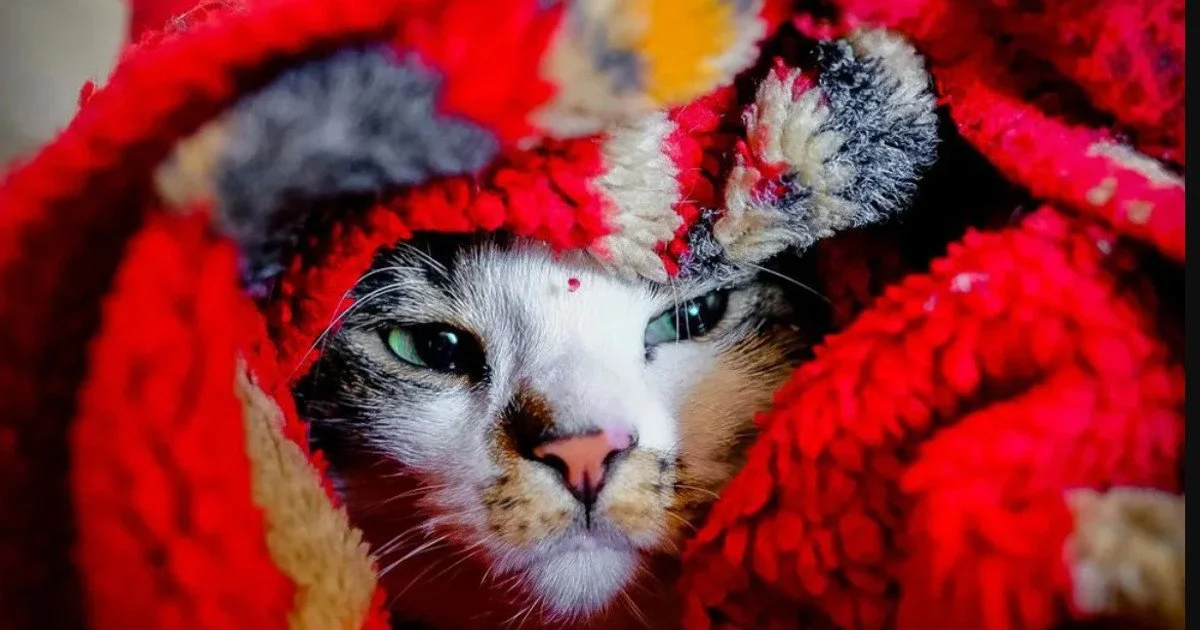 Старіння котів може бути ключем до розгадки захворювань мозку у людей
