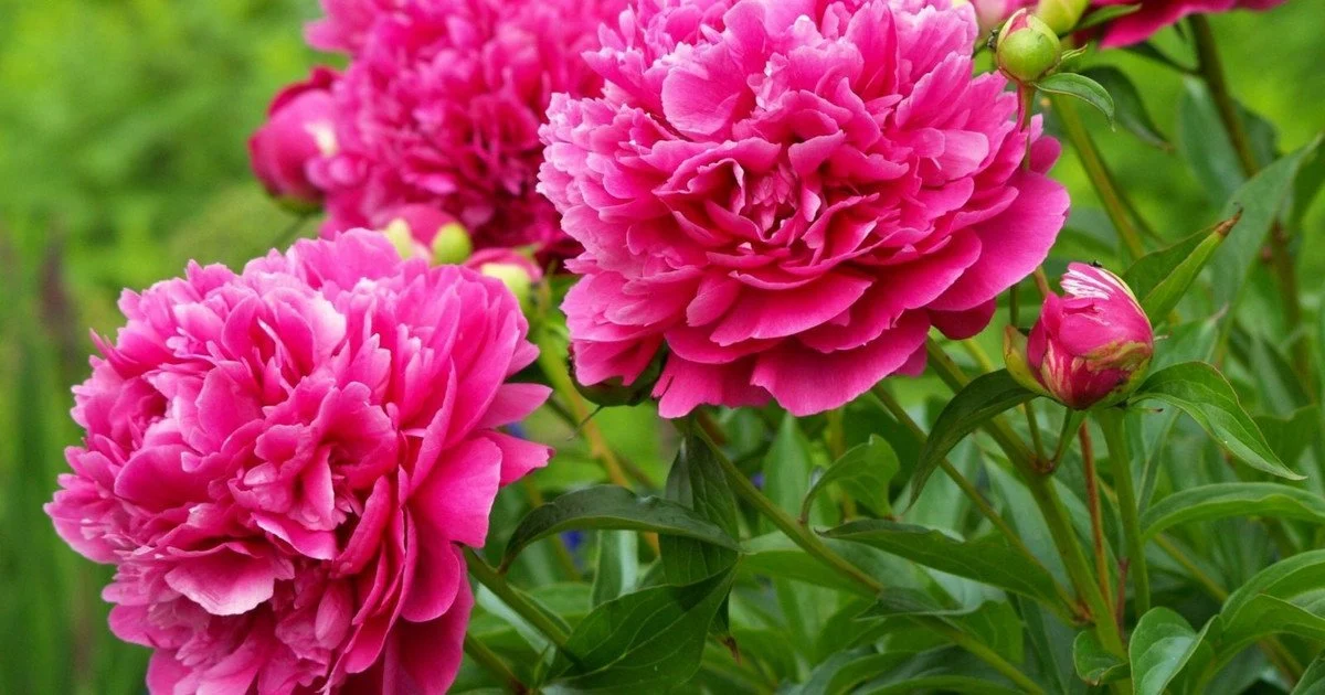 Peonies. Peonies.