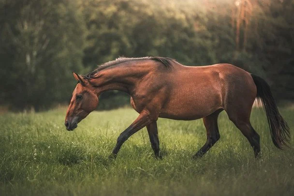 11 липня Всесвітній день коня / © pexels.com
