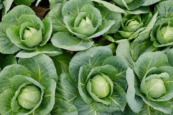 Cabbage / © Credits