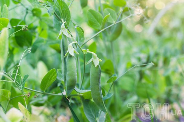 Peas / © Credits