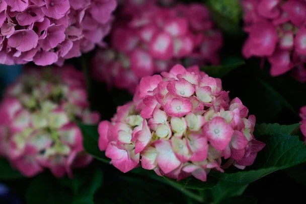 Hydrangeas / © Associated Press