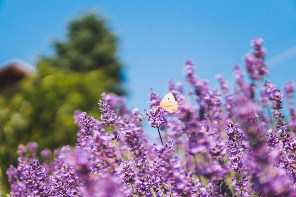 Народні прикмети 7 липня / © pexels.com