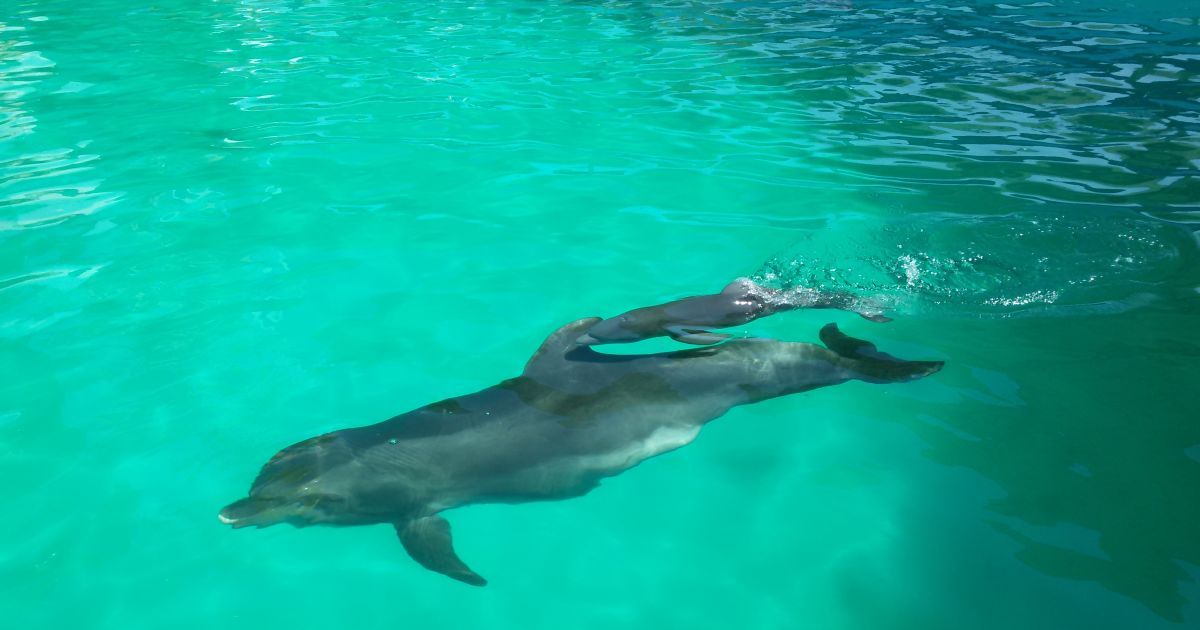 Tens of thousands of dead dolphins: how Russia's war has changed the Black Sea ecosystem