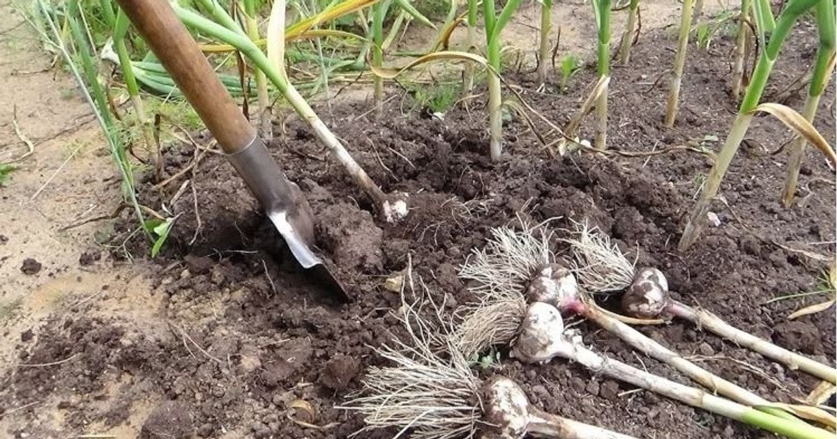 Що посадити після часнику: як отримати другий врожай та захистити грядку