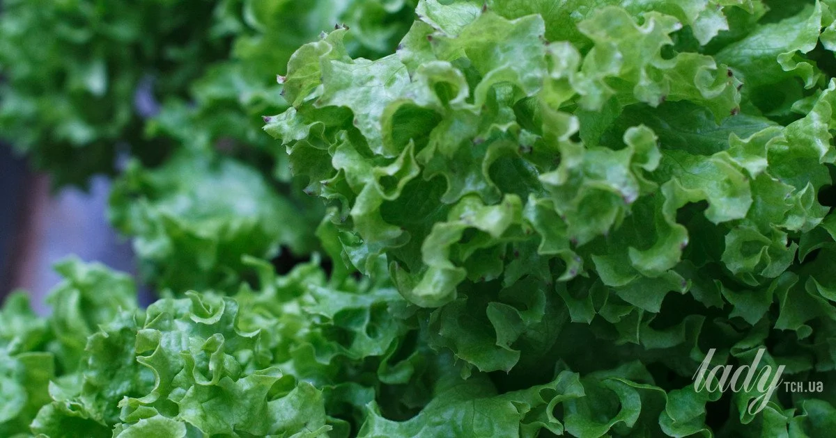 Which plants should not be planted in summer Which plants should not be planted in summer